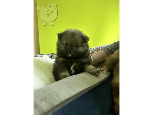 Pomeranian